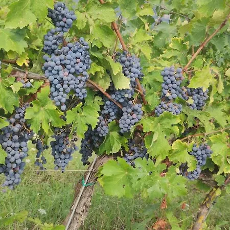 Vigna Al Parco *